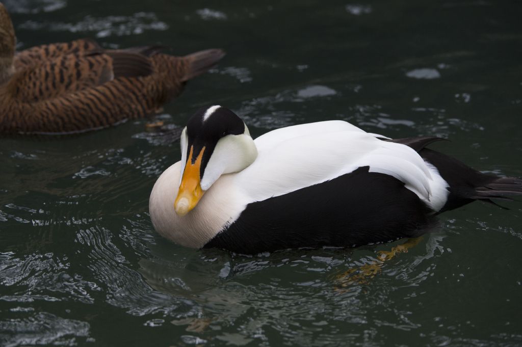 Pacific common eider: The Central Park Zoo is the only zoo accredited by the AZA to exhibit the Pacific common eider. These large sea ducks are known for their soft down that keeps them warm in the cold ocean waters. Pacific common eiders are the largest duck in the Northern Hemisphere and prefer to stay close to shore where they forage for mollusks and sea urchins. There are 3 chicks that are not yet on exhibit, but the adults can be seen in the Polar Seabird exhibit.